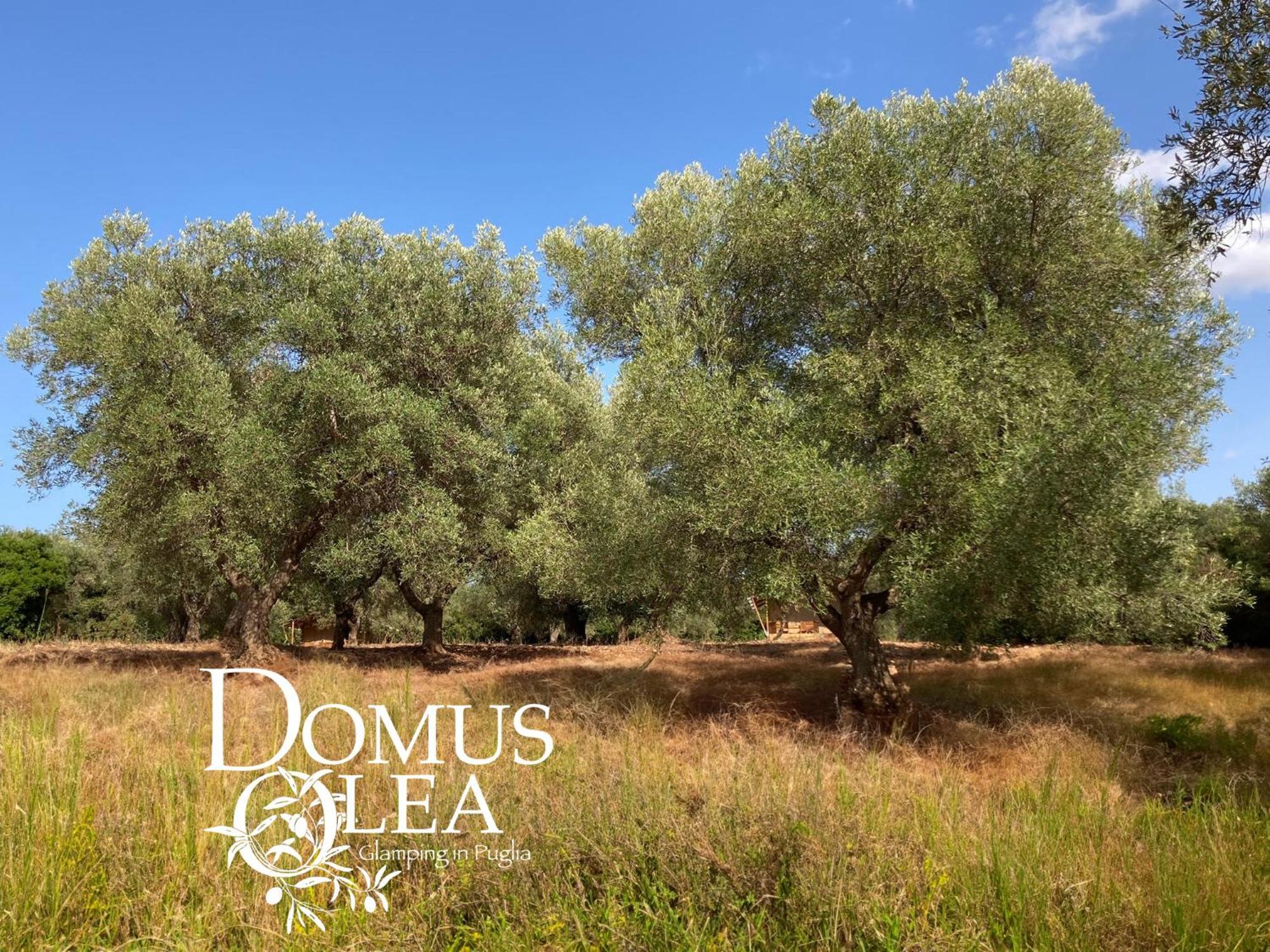 Domus Olea Glamping 호텔 세글리에 메사피카 외부 사진